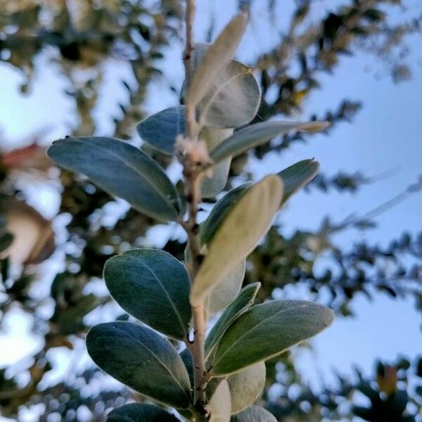Acacia podalyriifolia Лист