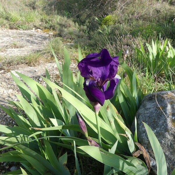 Iris lutescens Habit