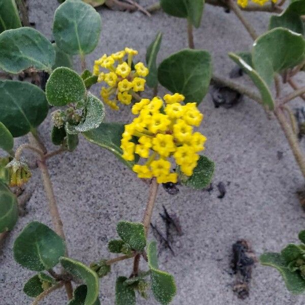 Abronia latifolia Çiçek