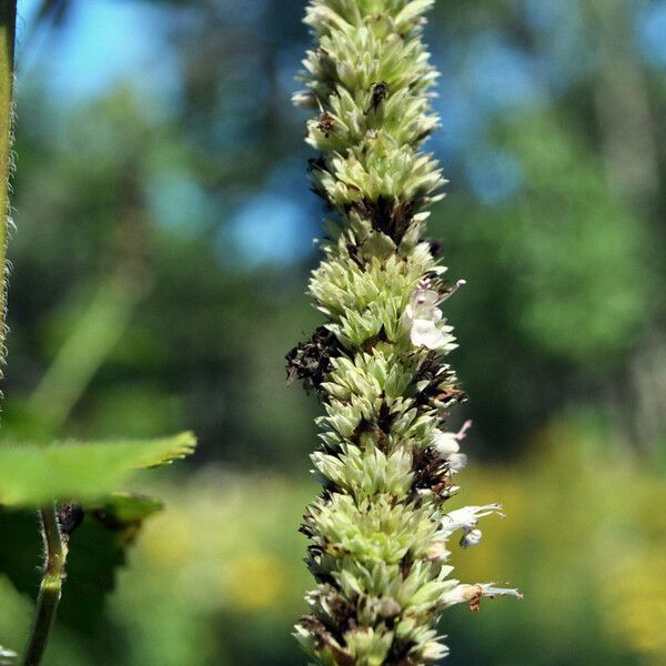 Agastache scrophulariifolia Flower