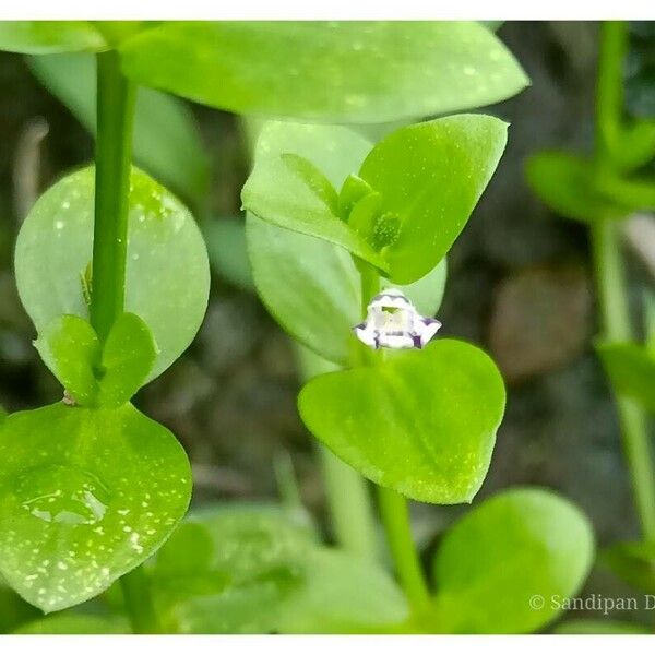 Lindernia parviflora Blomma