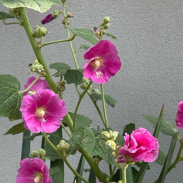 Alcea setosa Flower