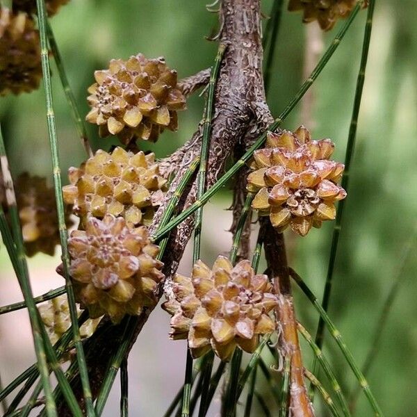 Casuarina cunninghamiana Vili