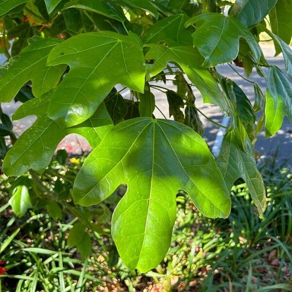 Brachychiton acerifolius Лист