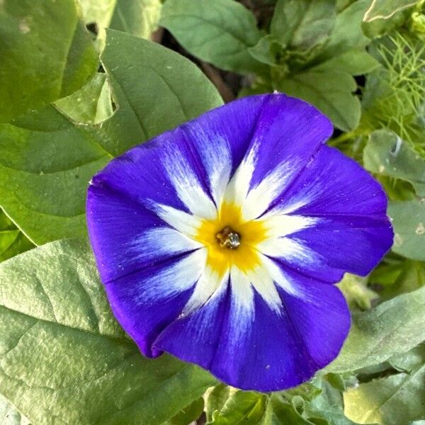 Convolvulus tricolor Kvet