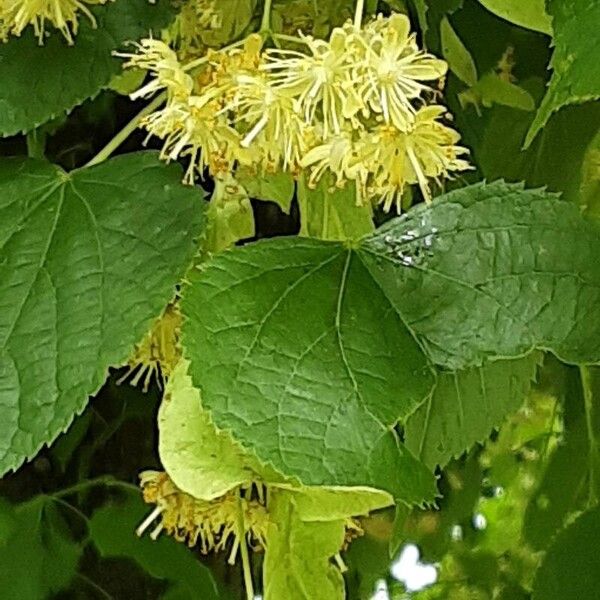 Tilia cordata Kukka