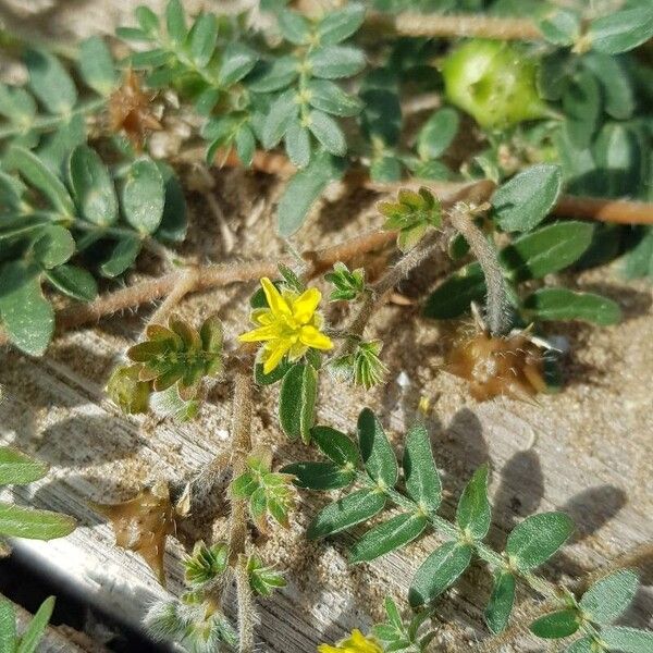 Tribulus terrestris ফুল