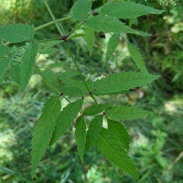 Cicuta maculata Levél