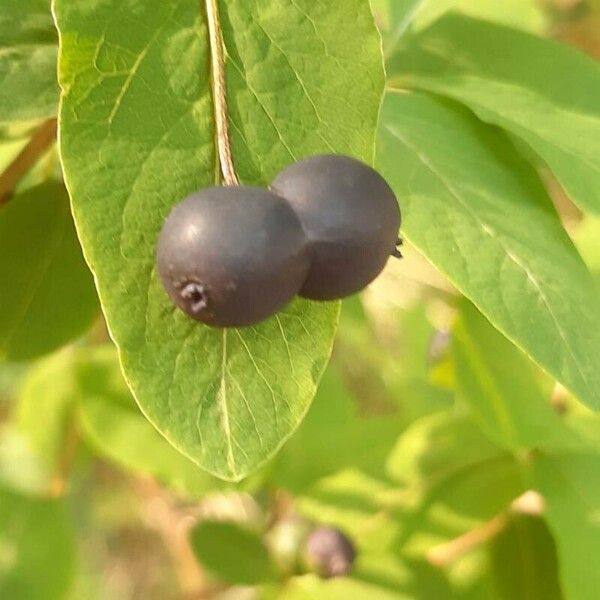 Lonicera nigra Fruit