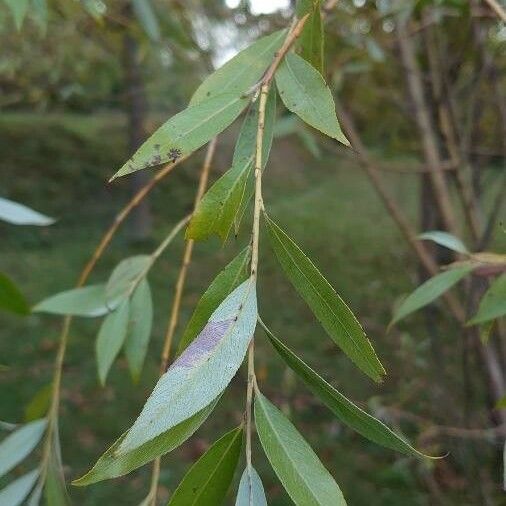 Salix alba List