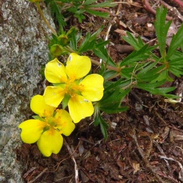 Potentilla anglica फूल