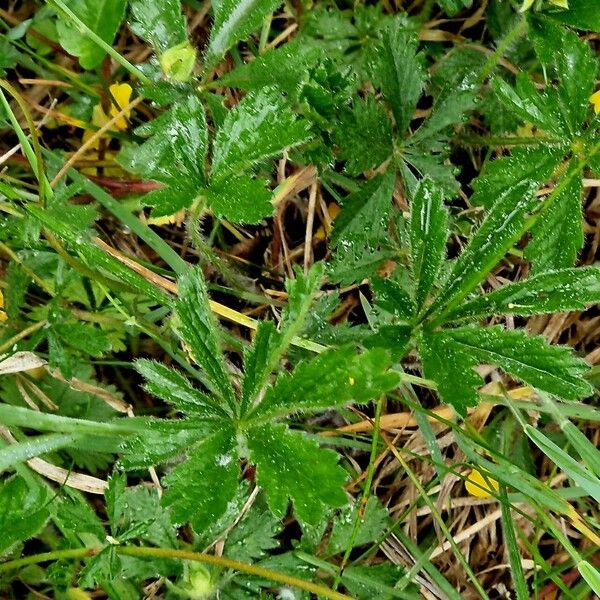 Potentilla thuringiaca 葉