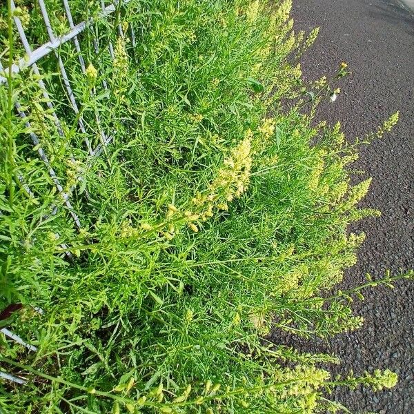 Reseda lutea 形態