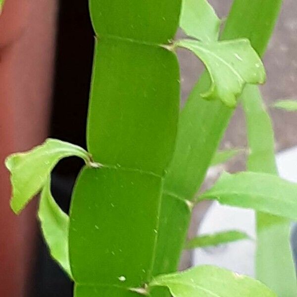 Muehlenbeckia platyclada Blatt