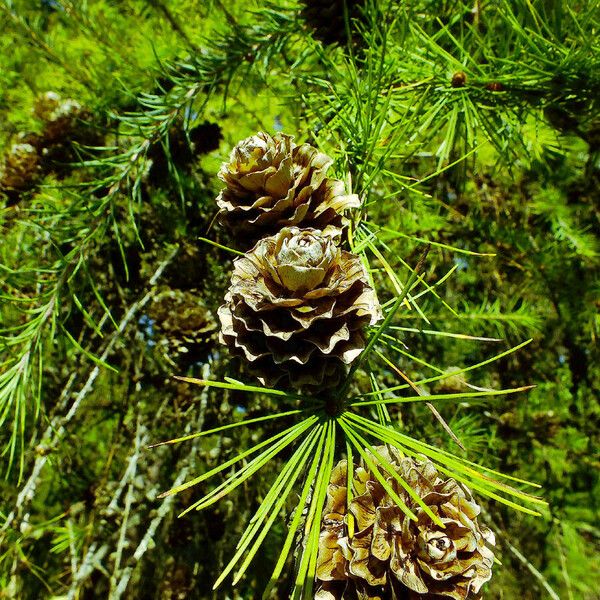 Larix kaempferi Frucht