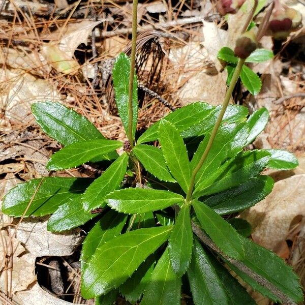 Chimaphila umbellata ഇല