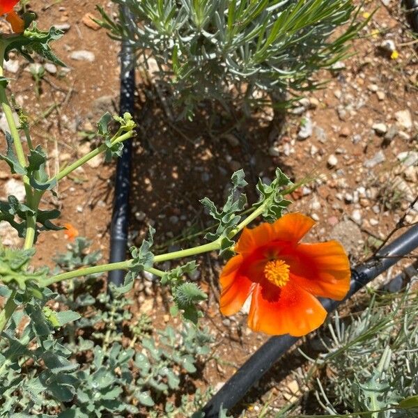 Glaucium corniculatum Flower