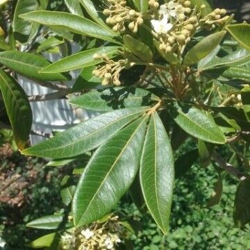 Cossinia pinnata Foglia