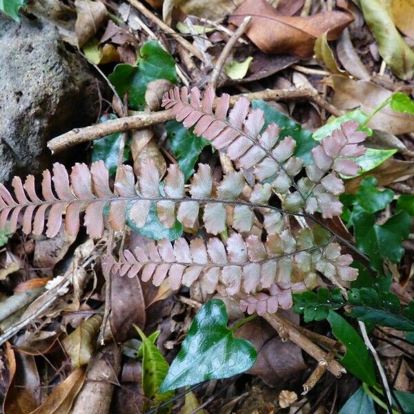 Adiantum hispidulum Feuille