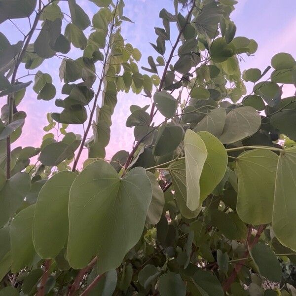 Bauhinia monandra Folha