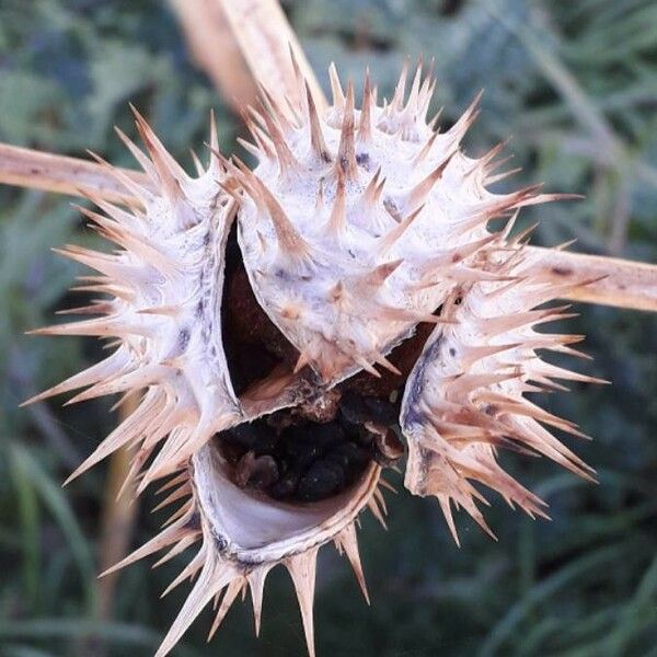 Datura stramonium Fruchs