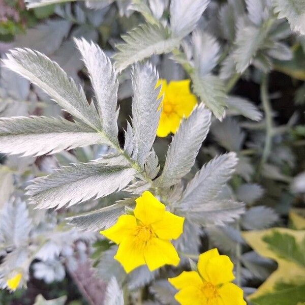 Argentina anserina Blüte