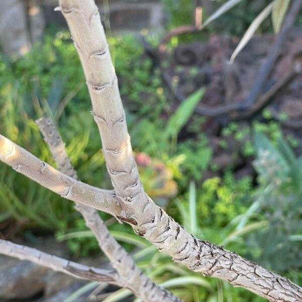 Echium candicans Bark