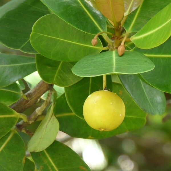 Noronhia emarginata Fruit