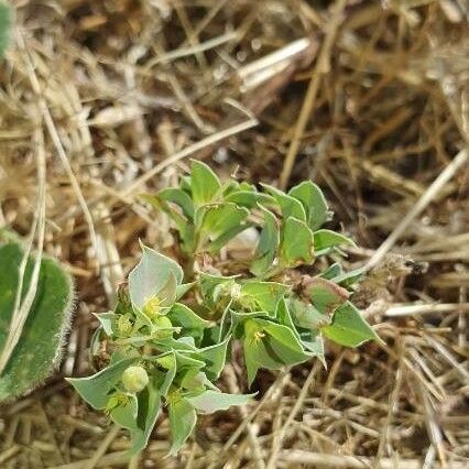 Euphorbia falcata Frunză