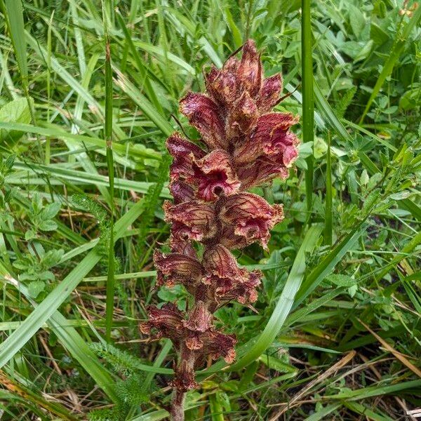 Orobanche gracilis Blodyn