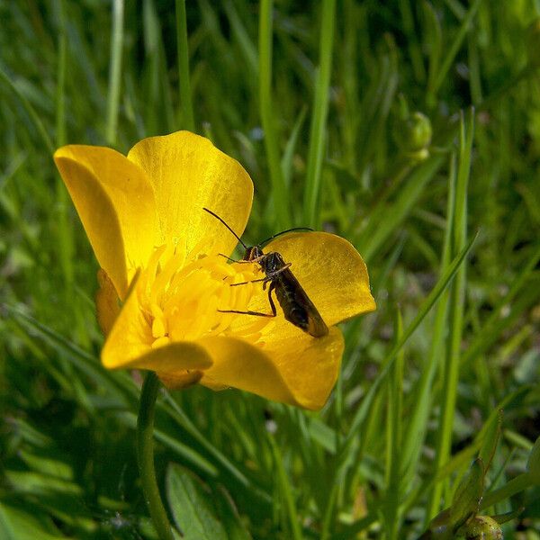 Ranunculus bulbosus फूल