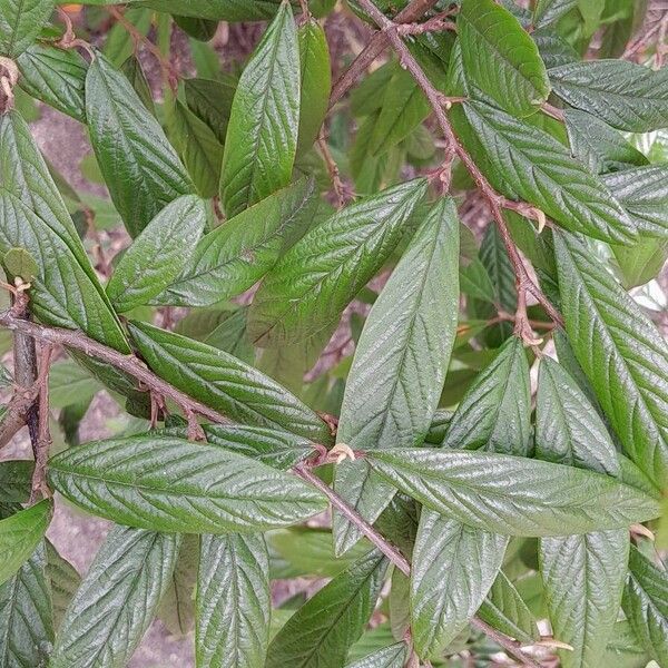 Cotoneaster salicifolius Leaf