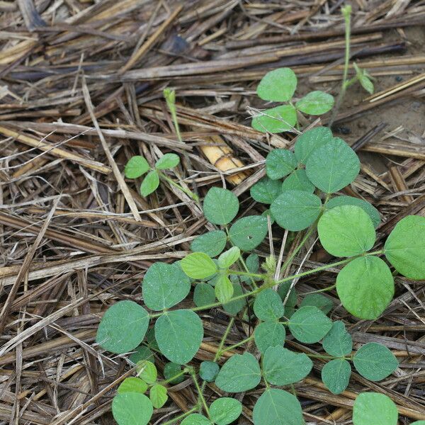 Calopogonium mucunoides Blad