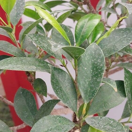 Ficus microcarpa Fulla