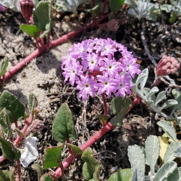 Abronia umbellata Flower