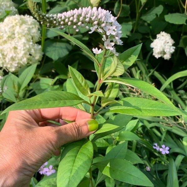 Lysimachia clethroides Flower