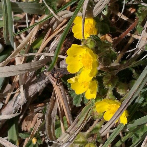 Potentilla thuringiaca Flower