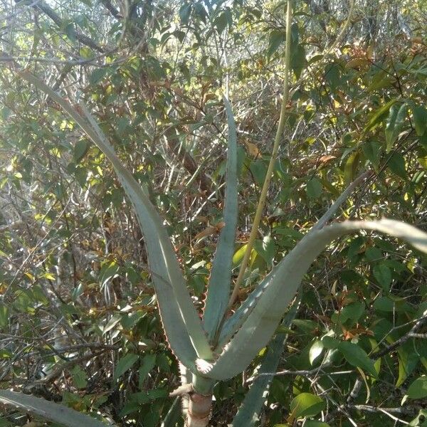 Aloe divaricata ᱥᱟᱠᱟᱢ
