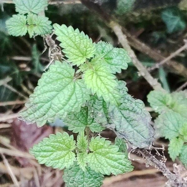 Parietaria judaica Leaf