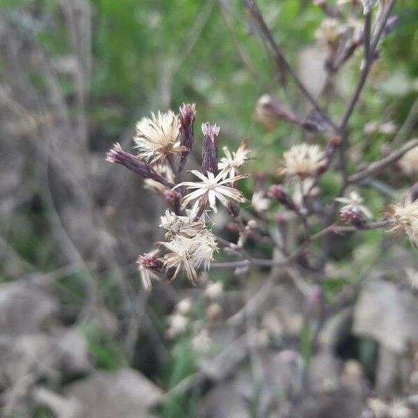 Senecio viscosus Flower