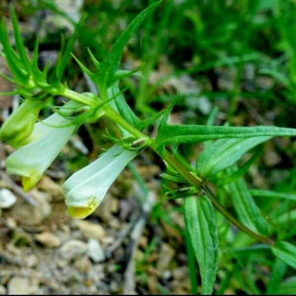 Melampyrum lineare ഇല