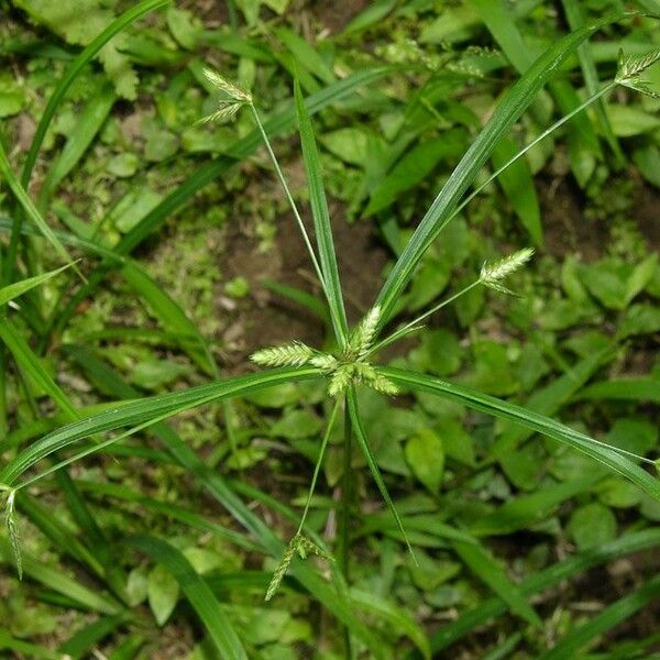 Cyperus simplex Habitus