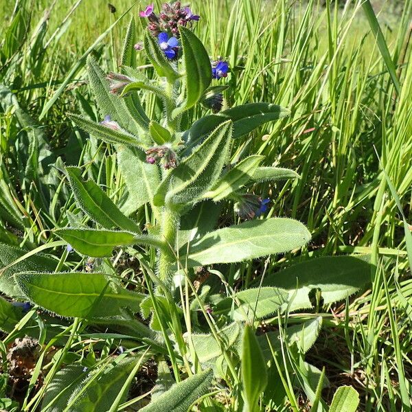 Anchusa azurea Характер