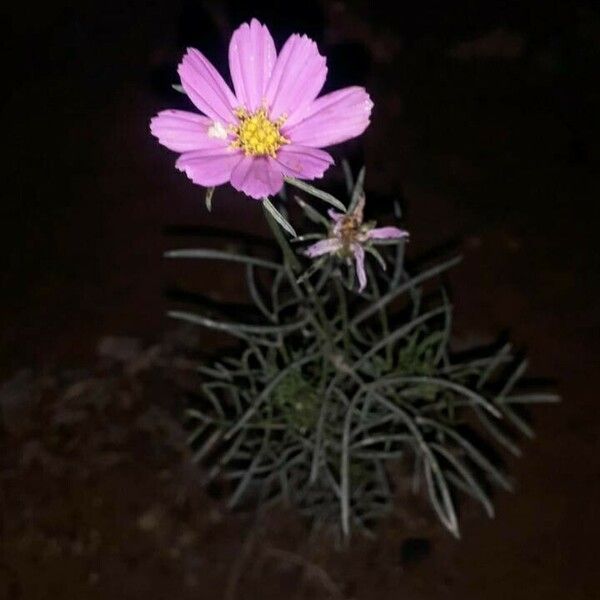 Cosmos bipinnatus Flor