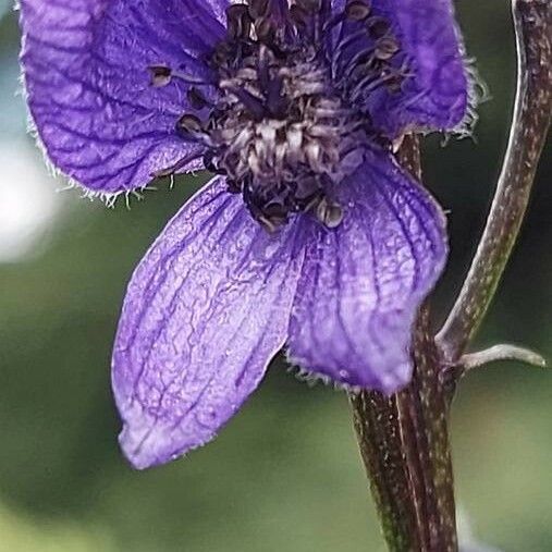 Aconitum napellus Λουλούδι