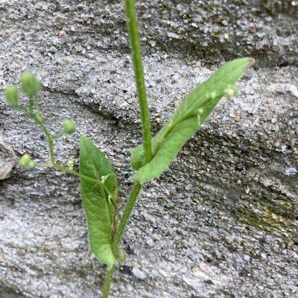Crepis micrantha Leaf