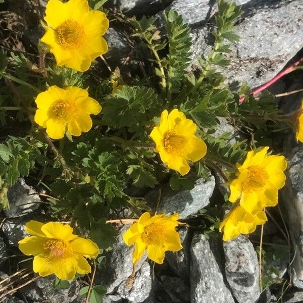 Geum reptans Kukka