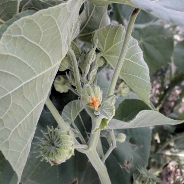 Abutilon theophrasti Плод