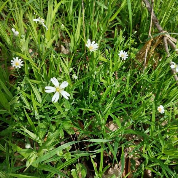 Stellaria palustris Blomst