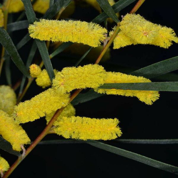 Acacia doratoxylon Flower